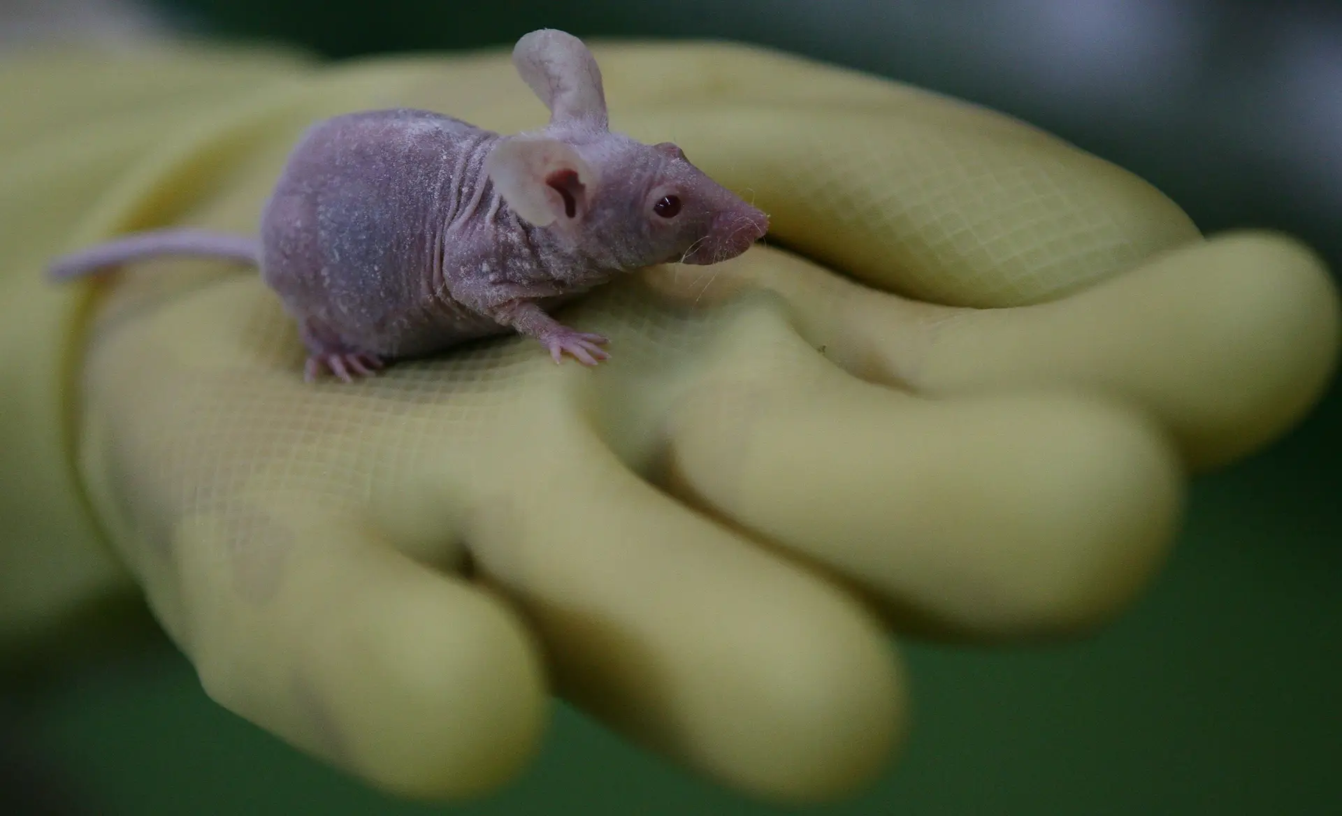 A vida (e a morte) de um rato de laboratório