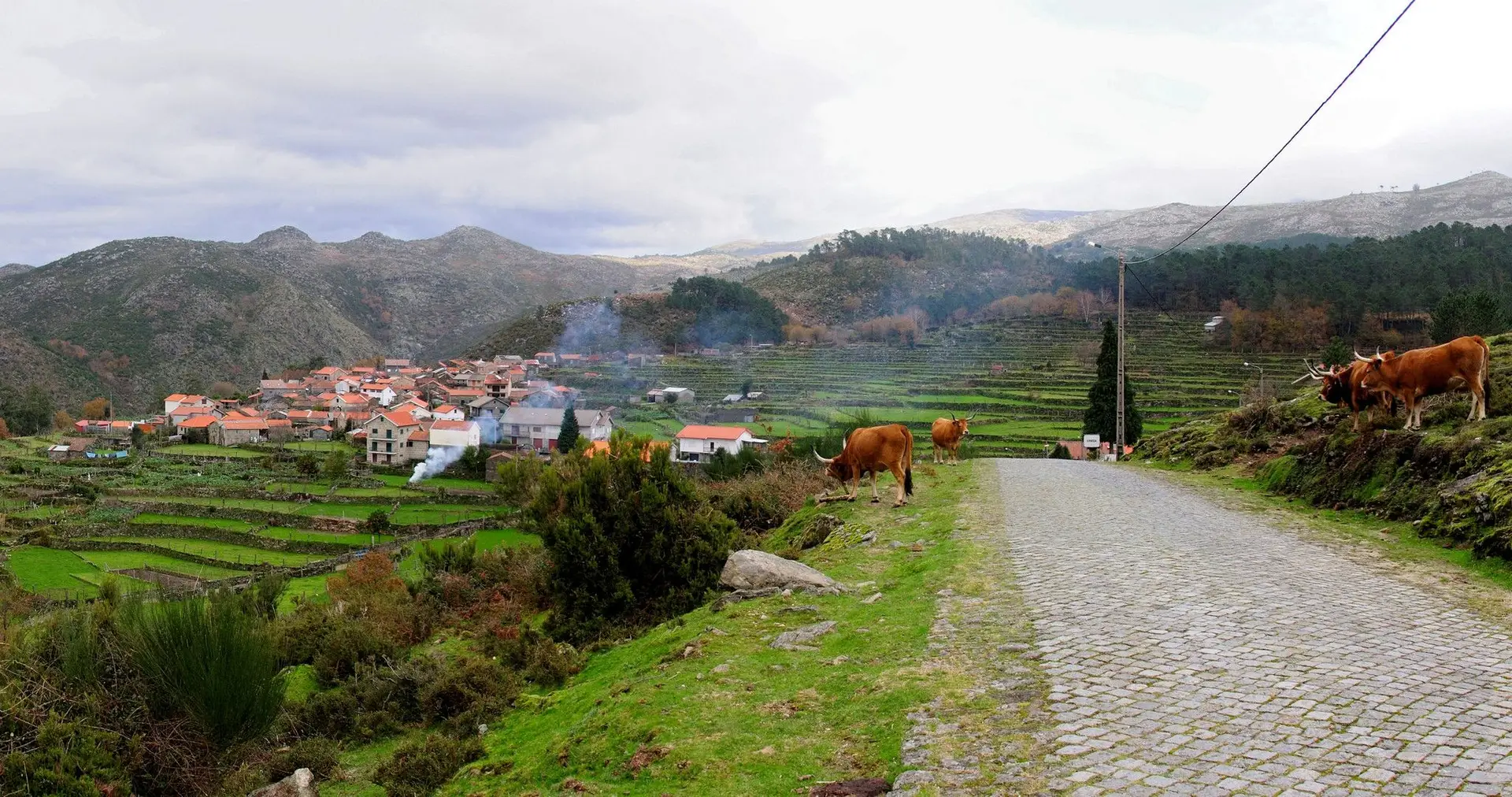 ALDEIA DE ERMIDA As terras aráveis em socalcos e as vacas a pastar, resultam num... bilhete postal
