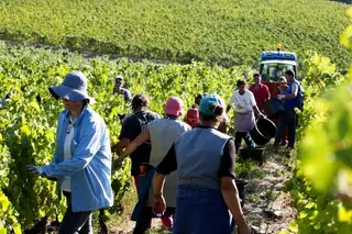Produção de vinho em mínimos do século