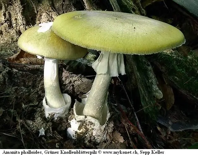Amanita phalloides, o cogumelo mais tóxico que existe em Portugal. A toxina é a muscarina, que é mortal. 1 mg mata um homem adulto.