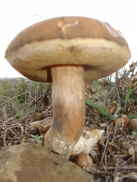 Conheca Os Principais Cogumelos Comestiveis Fique Alerta