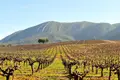 Moscatel, em terras de Azeitão
