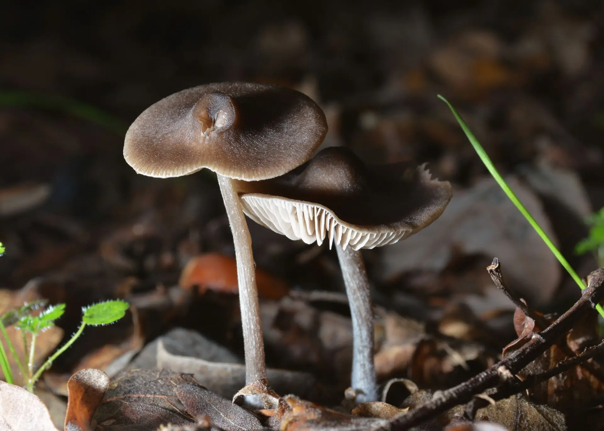 O fungagá da floresta