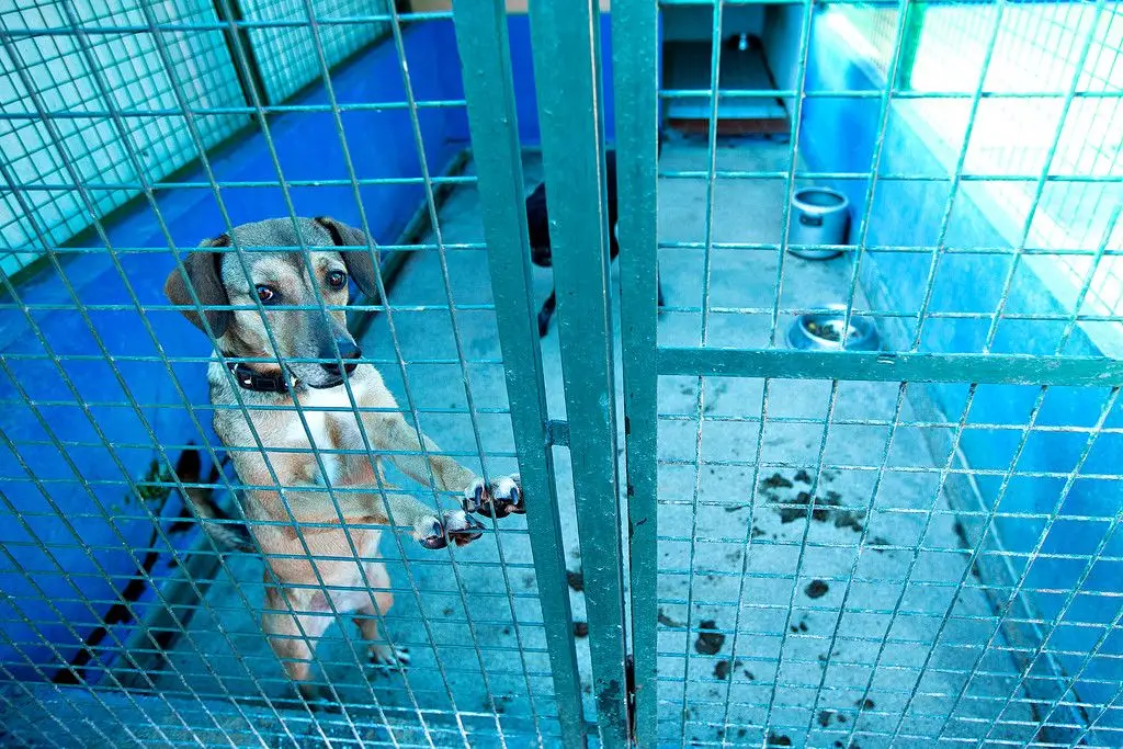 Pena de prisão até 3 anos para quem matar animais? Esta sexta-feira debate-se a resposta