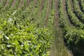 Bairrada em ritmo de branco