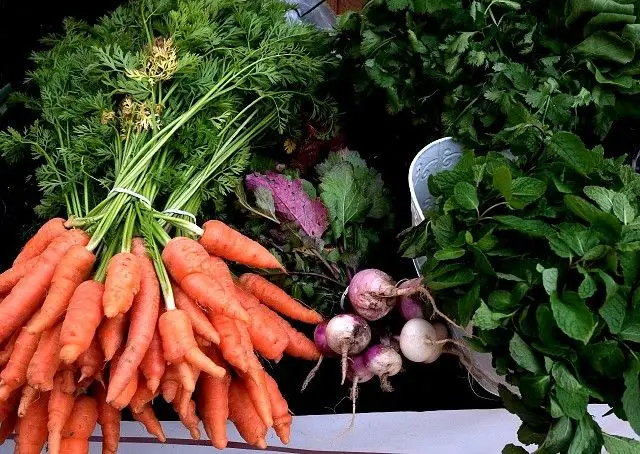 Agricultura biológica. Quota em Portugal é de 7%, em linha com a média da UE
