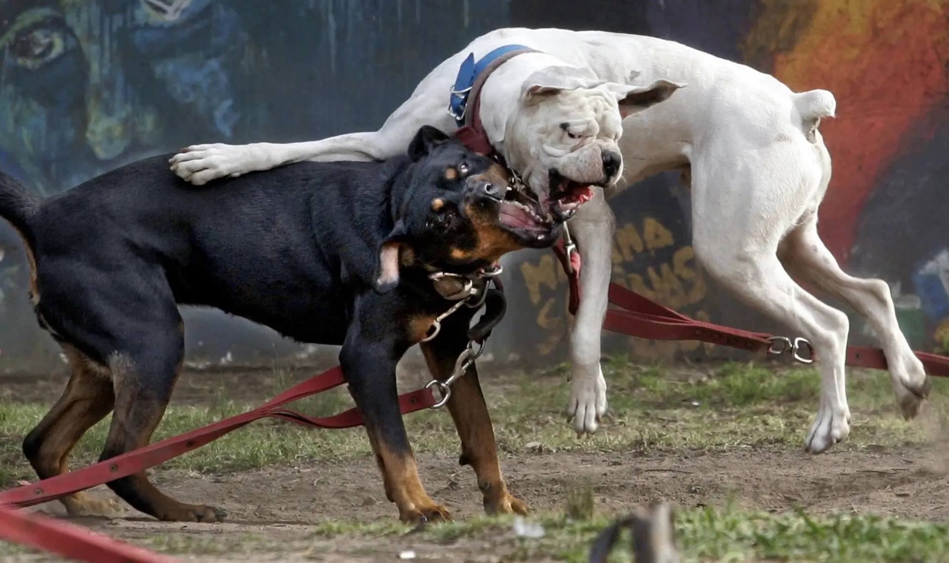 Cães perigosos fizeram pelo menos 355 vítimas em 15 meses