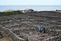 Vinhas da Terceira escapam à extinção