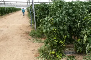 Foi na estufa de Paulo que a Fruta Feia celebrou o primeiro aniversário. O projeto foi criado há quatro anos