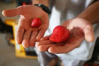 À esquerda, um morango feio, à direita, um bonito