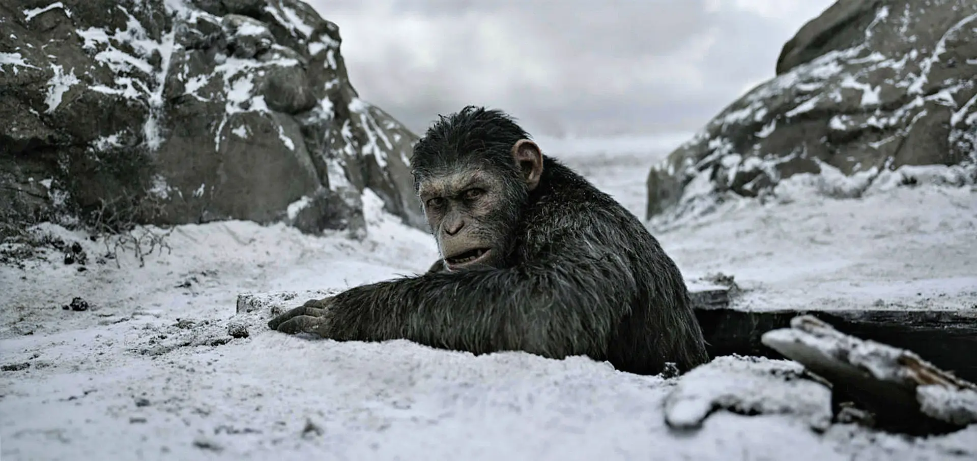 Caesar, o macaco alfa dominante, em fuga dos humanos que o querem exterminar
