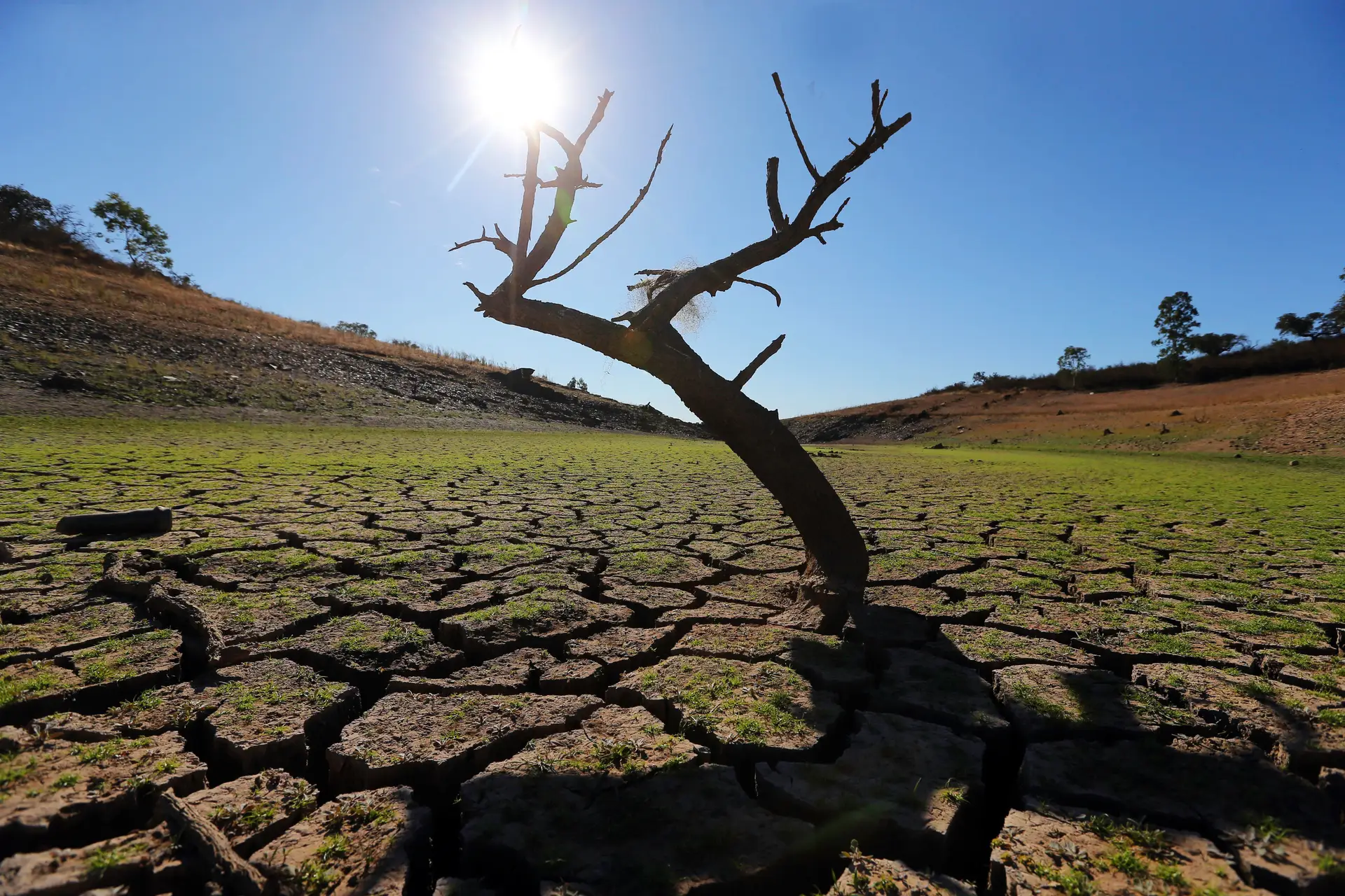 Alentejo: chove menos, vacas aumentaram 500%, desertificação agravou-se e travá-la depende da reflorestação e do fim de subsídio ao gado