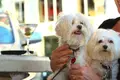 Posso levar o meu cão para dentro de restaurantes? Então e centros comerciais? As respostas estão aqui