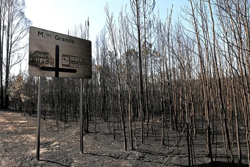 Resultado de imagem para pinhal de leiria s. pedro de moel