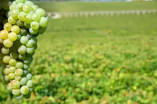 Vinho verde já vende tanto lá fora como cá dentro