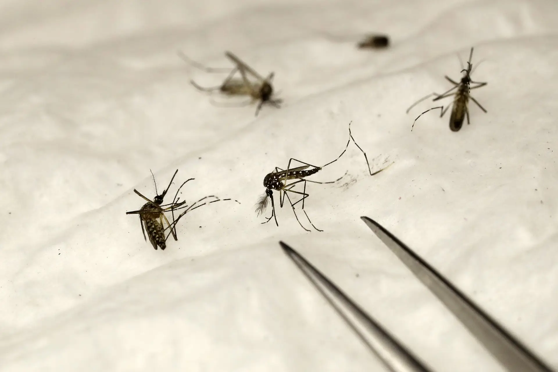 Quénia é o terceiro país africano a lançar vacina contra a malária