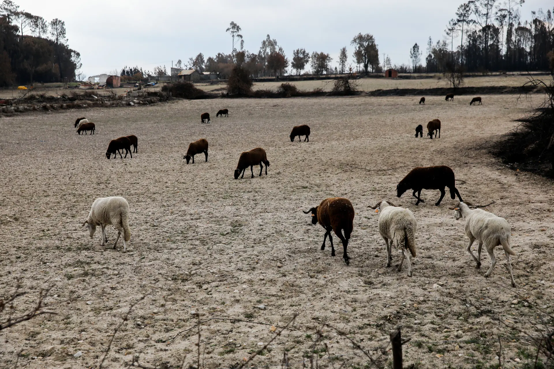 Depois dos incêndios terem consumido o pasto para o gado (na imagem, rebanho em Lagares da Beira, Oliveira do Hospital), agricultores e pastores podem agora realizar queimadas, que permitem limpar os terrenos e renovar as pastagens