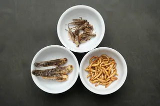 Comer gafanhotos, grilos ou minhocas é considerado um pitéu em algumas culturas, como no México e na China.