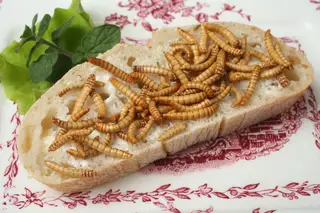 Os insectos vão chegar ao seu prato em 2018