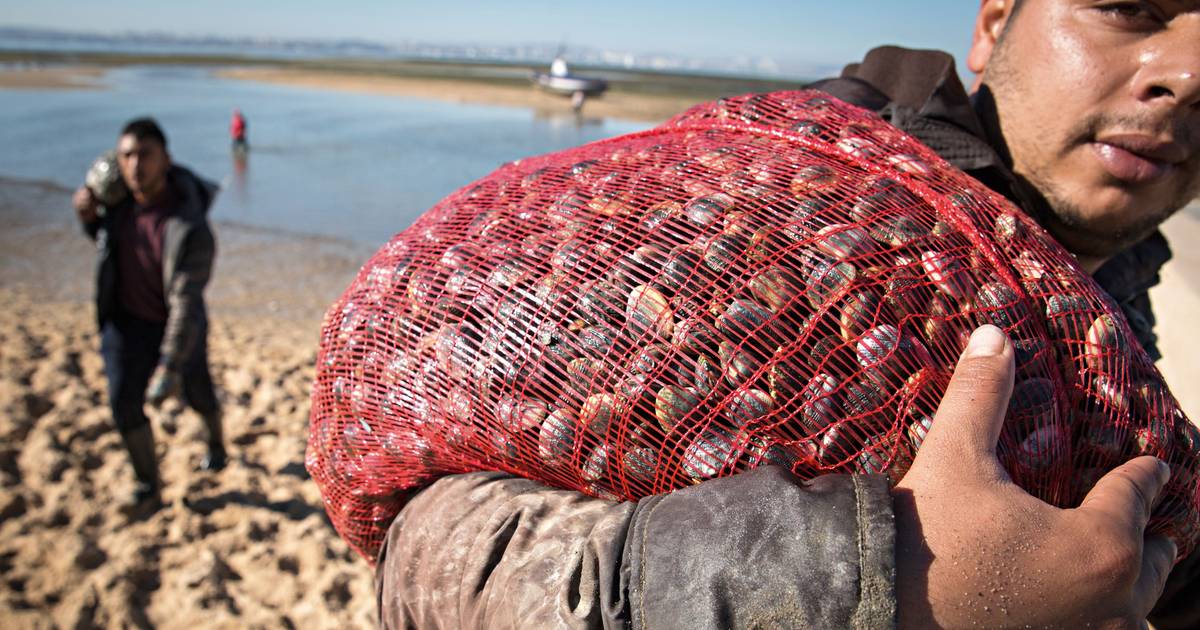 GNR apreendeu 4,8 toneladas de amêijoa-japonesa em Vilar Formoso e Lisboa
