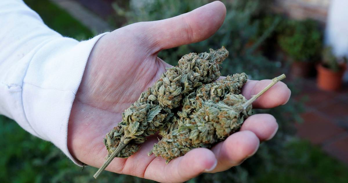 PJ deteve o cabecilha do esquema milionário de plantações de canábis medicinal