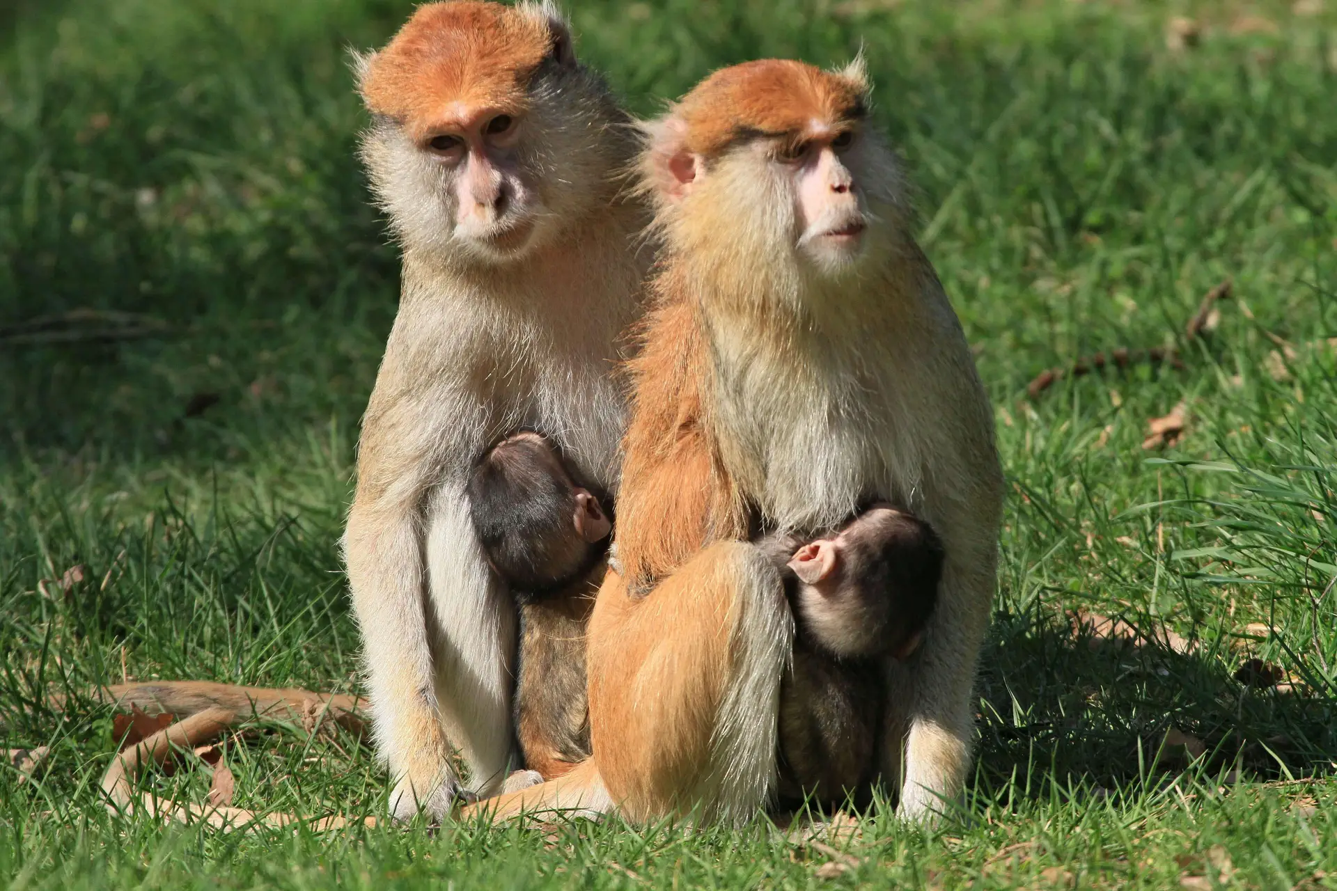 Nova investigação conclui: macacos de bigode da Etiópia são uma espécie distinta