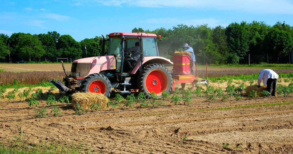 More money, but fewer safeguards? Eight questions and answers about the future of the CAP that is angering farmers