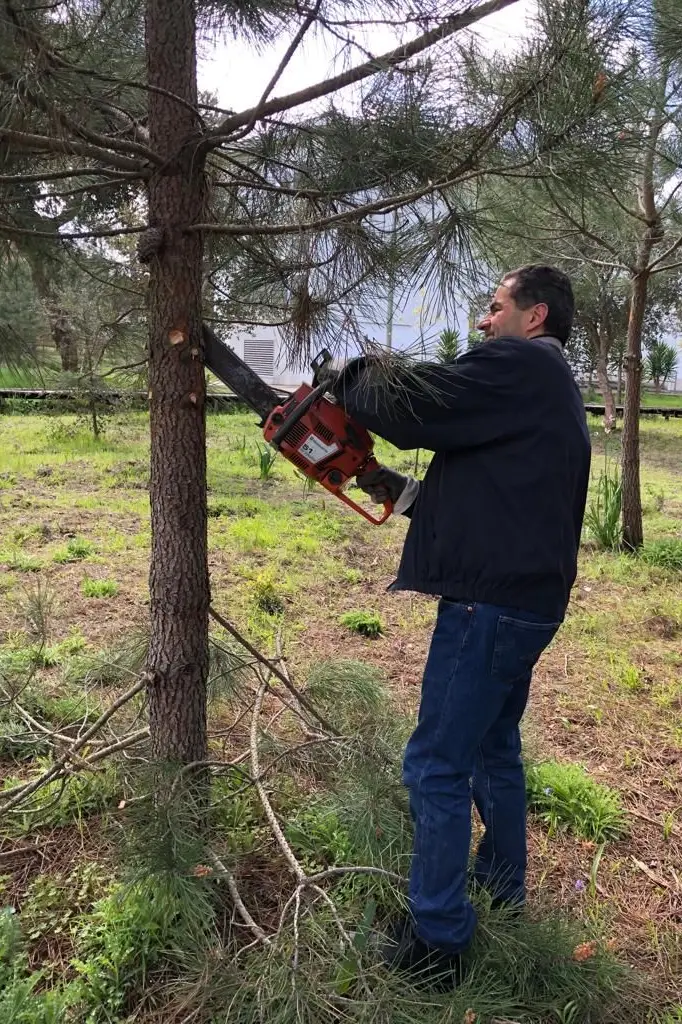 O ministro da Ciência, Manuel Heitor, a cortar um pinheiro nos Olhos d' Água, na nascente do rio Alviela, em Alcanena. A poucos metros existe uma praia fluvial
