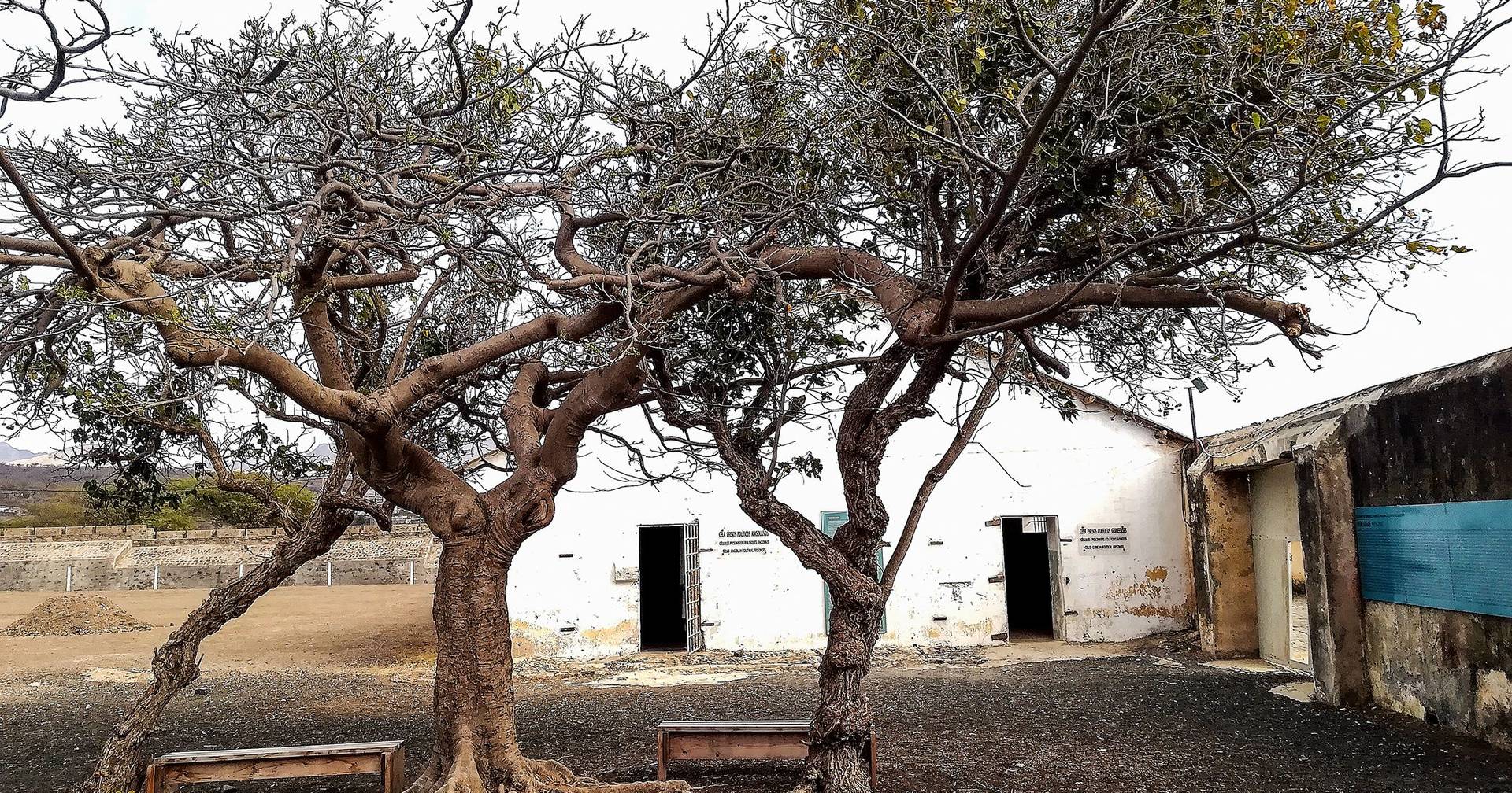 As árvores talhadeiras do Tarrafal - Expresso
