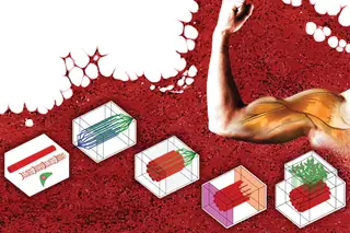 Portugal lidera projeto europeu para criar músculo artificial