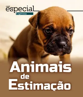 Especial Animais de Estimação