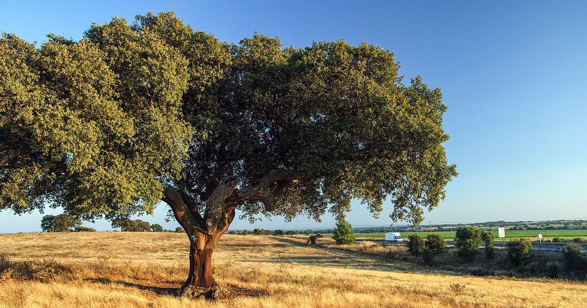 Government authorised the felling of more than 9,000 cork and holm oaks in two months