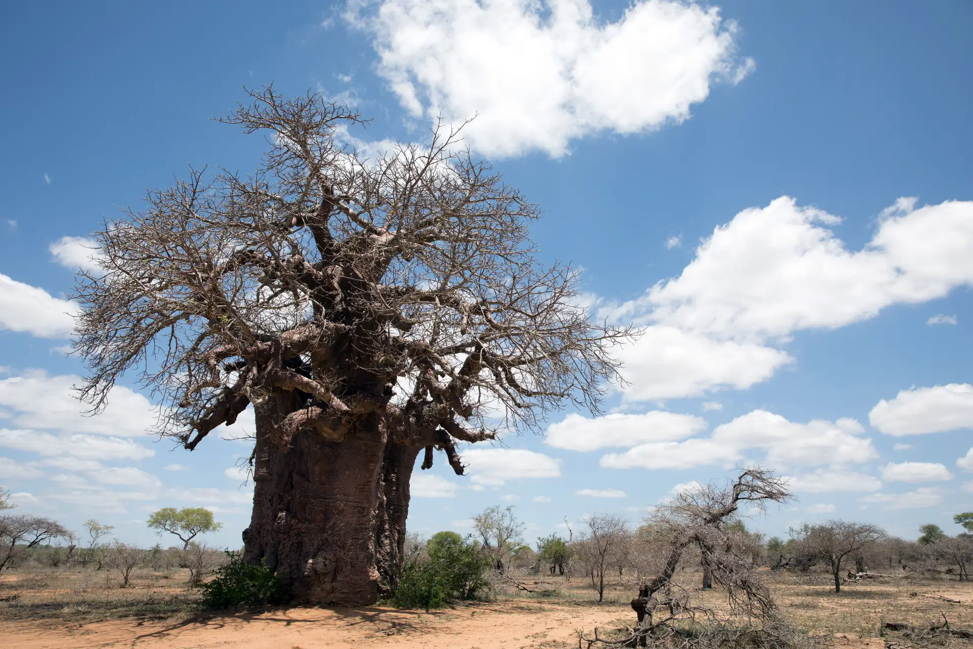 Uma árvores baobá, na África do Sul