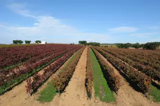 Como o vinho de Borba chegou ao Tribunal Europeu e pode obrigar a mudar rótulos em Portugal
