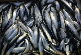 Covid-19: Vendas de peixe fresco caíram 60% e de congelado 30% desde março