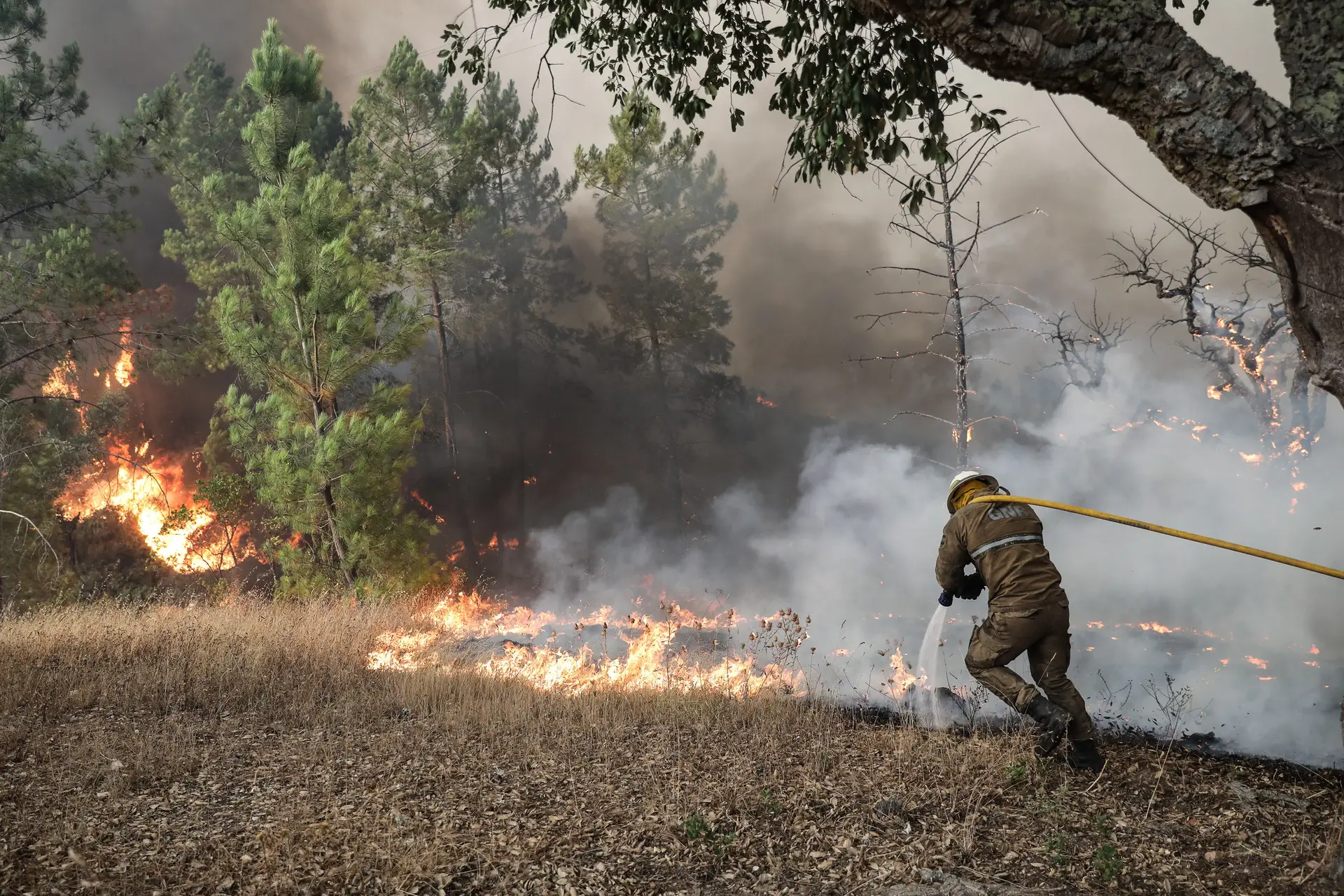 Incêndio em Monchique. Situação é “muito complexa” e vai ser uma “noite dura”