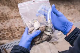 GNR apreende uma tonelada de amêijoa japonesa no Barreiro