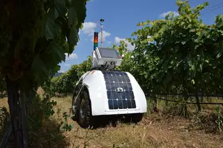 Olha o robô ... na vinha