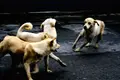 “Verba para construção de centros de recolha de animais é insuficiente. São trocos”