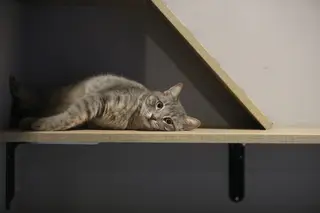 Omaui, a aldeia neozelandesa que quer proibir os gatos