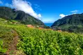 As escolhas de Diana na Madeira