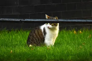 O mistério resolveu-se. O assassino de 400 gatos afinal não era uma pessoa