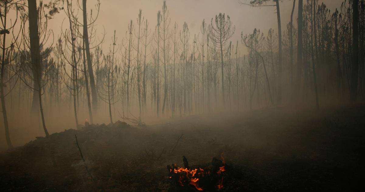 Governo lança em Leiria comando integrado para prevenir incêndios após tempestades que derrubaram milhares de árvores