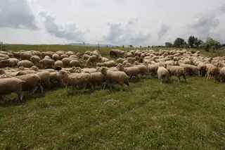 As ovelhas estão a voltar à Serra da Estrela