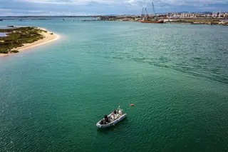 Aqui só resta um cavalo-marinho