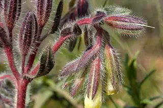 Em Beringel há uma alentejana a desaparecer (mas também há boas notícias)