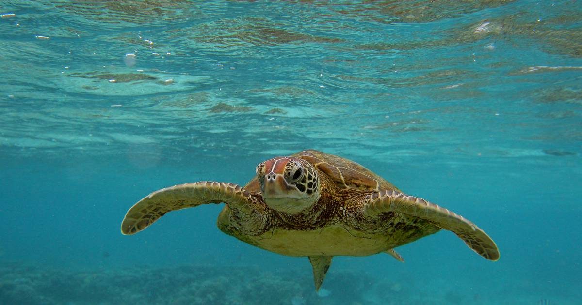 Aquecimento global ameaça sobrevivência e reprodução de tartarugas marinhas