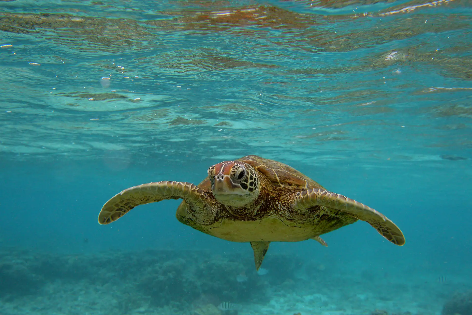 Aquecimento global ameaça sobrevivência e reprodução de tartarugas marinhas