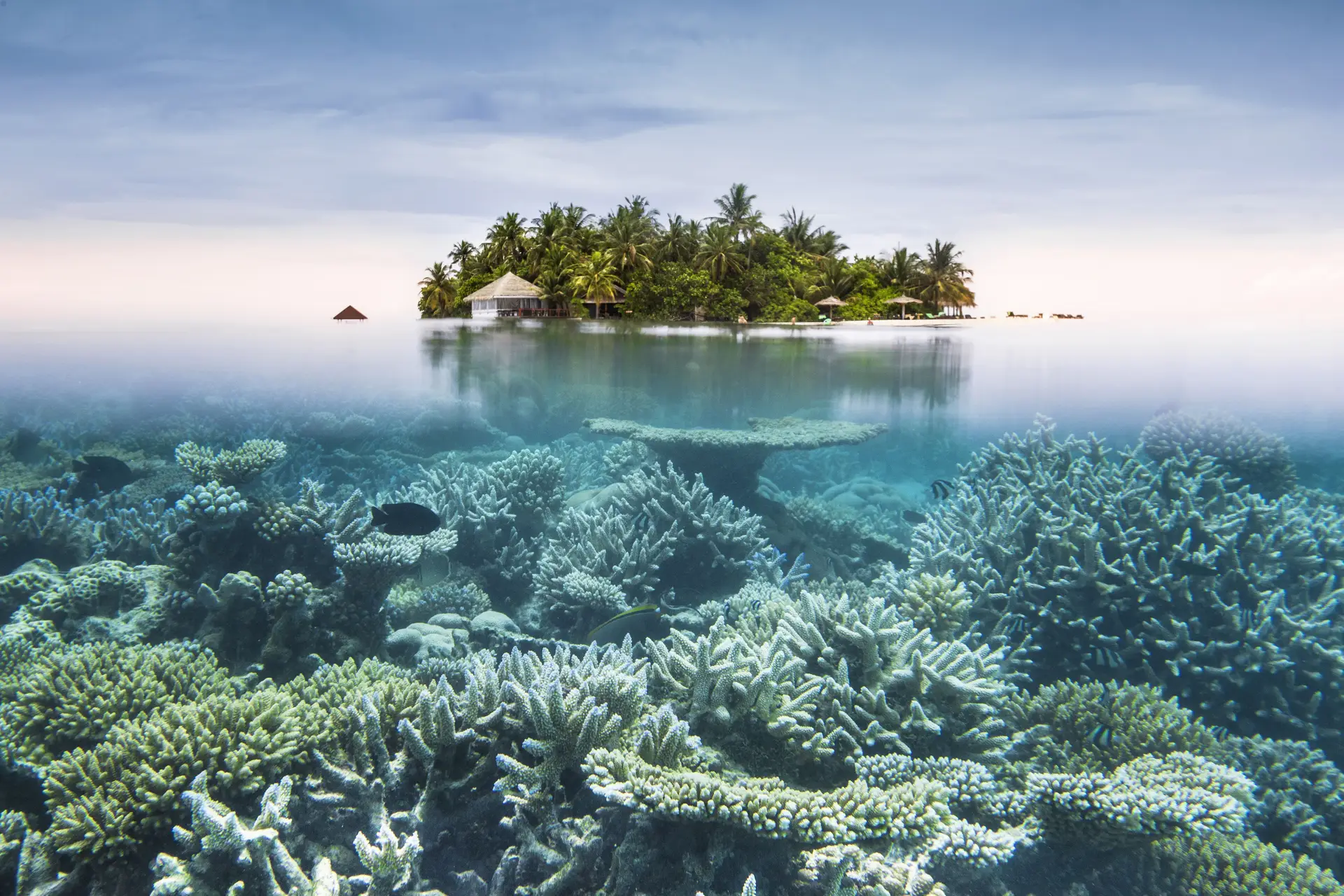 Sempre houve alterações climáticas? Sim, mas nunca foram tão rápidas -  Polígrafo