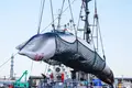 A baleia tornou-se um animal mítico e está em vias de avolumar problemas diplomáticos